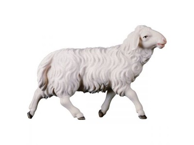 Ul. Schaf laufend color